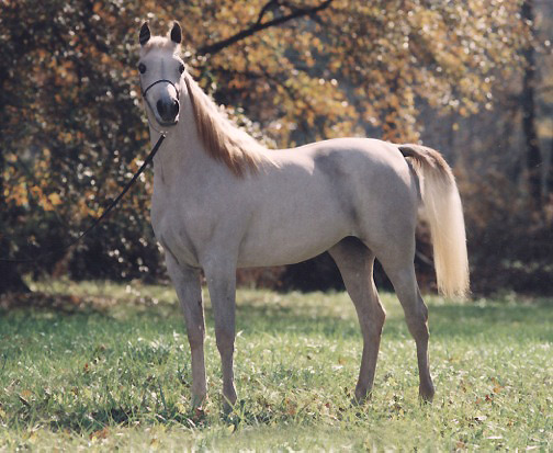 Ansata Samiha ( Prince Fa Moniet x Ansata Samantha )